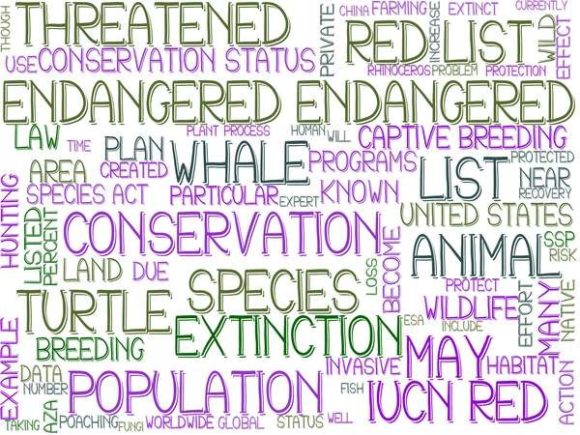 Endangered Wordcloud Wallpaper: A Creative Tool for Modern Design and Promotion