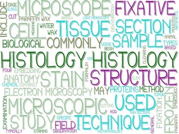 Get Crafty with the Histology Wordcloud Tshirt