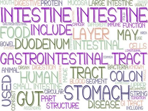 Intestine Wordcloud Wallpaper: A Creative Design Resource for Multiple Uses